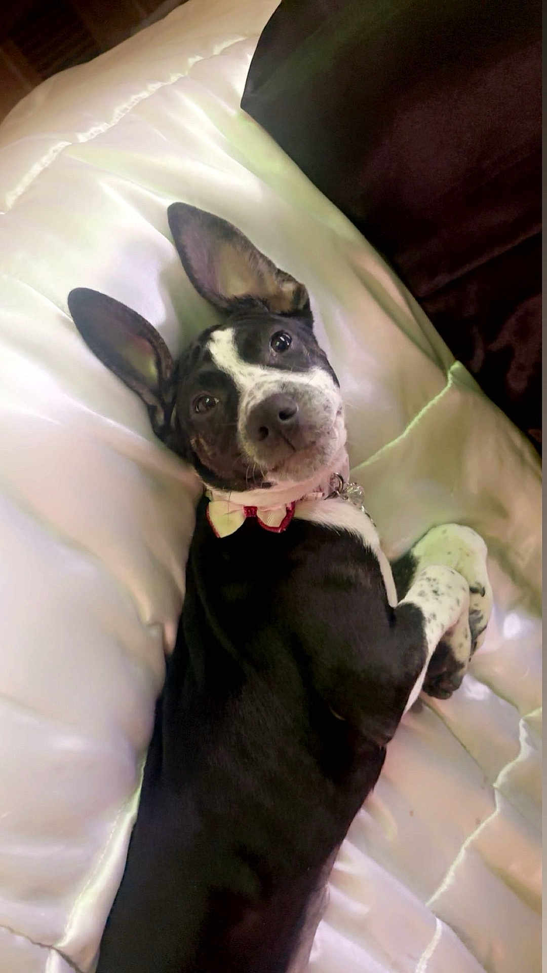 Rubi is registered to the contest to win money with this photo: dog, black_and_white, large_ears, bowtie, pet, lying_down, blanket, white, relaxed, cute, indoor, portrait, animal, fur, collar, paw, sleepy, comfortable, closeup, resting