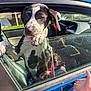 Rubi joined the competition — help win amazing prizes! puppy, dog, car, window, blue_car, reflection, child, hand, leash, outdoor, daylight, pet, animal, young_dog, curious, black_and_white, leather_seat, glass, sunlight, playful