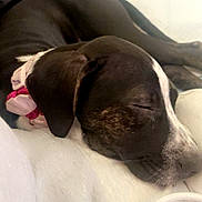 Rubi is registered to the contest to win money with this photo: dog, sleeping, black_and_white, collar, pink, quilt, blanket, resting, pet, canine, fur, closeup, indoor, relaxed, cute, animal, nap, cozy, head, ears