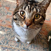 Tillie joined the competition — help win amazing prizes! cat, tabby, whiskers, close_up, curious, pet, indoor, fur, animal, looking_up, eyes, face, floor, carpet, pattern, domestic_cat, mammal, cute, feline, household