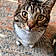 Tillie