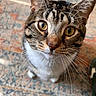 cat, tabby, whiskers, close_up, curious, pet, indoor, fur, animal, looking_up, eyes, face, floor, carpet, pattern, domestic_cat, mammal, cute, feline, household