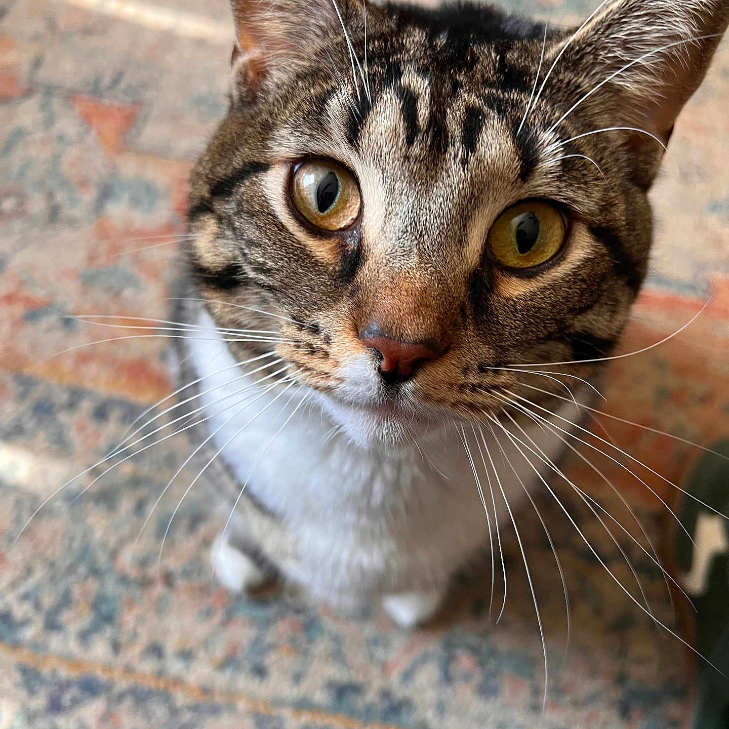 Tillie