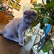 Fedya joined the competition — help win amazing prizes! animal, cat, cozy, curious, decor, domestic, flowers, furniture, gray_cat, indoor, kitten, leaf, painting, pet, plant, rose, table, vase, water, wooden_table