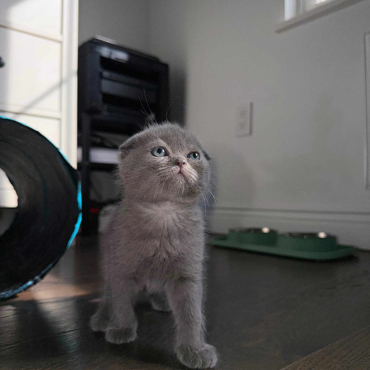 Fedya is registered to the contest to win money with this photo: kitten, gray_fur, blue_eyes, indoor, wooden_floor, natural_light, window, pet_food_bowls, furniture, cute, small_animal, young_cat, floor_shadow, home, domestic_pet, curious, standing, fluffy, whiskers, close_up