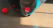 Fedya is registered to the contest to win money with this photo: animal, cat, claw, curious, domestic_cat, feline, flooring, gray_cat, house, indoor, kitten, paw, pet, pet_toy, play_tunnel, playful, red_toy, sunlight, toy_ball, wooden_floor