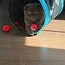 animal, cat, claw, curious, domestic_cat, feline, flooring, gray_cat, house, indoor, kitten, paw, pet, pet_toy, play_tunnel, playful, red_toy, sunlight, toy_ball, wooden_floor