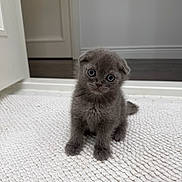 Fedya is registered to the contest to win money with this photo: kitten, cat, gray, indoor, pet, cute, fur, small, curious, sitting, carpet, texture, floor, animal, young, eyes, head_tilt, adorable, whiskers, domestic