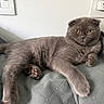 Fedya is registered to the contest to win money with this photo: amber_eyes, animal, cat, close_up, cozy, cute, domestic_cat, ears, fabric, feline, fur, gray_cat, indoor, paw, pet, relaxed, resting, scottish_fold, soft_lighting, texture