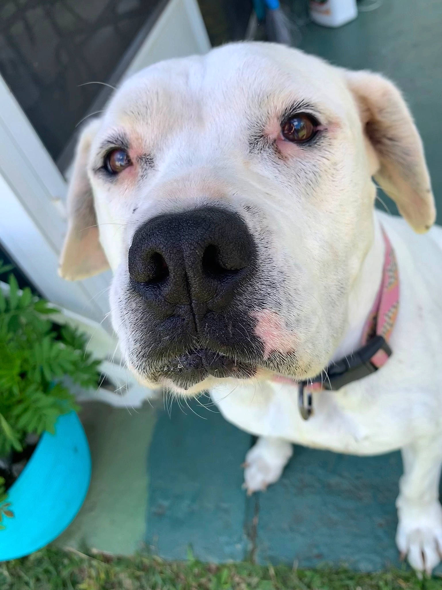 Delilah joined the competition — help win amazing prizes! canidae, carnivore, collar, companion_dog, dog, dog_breed, dog_collar, dog_supply, eye, fawn, grass, herb, jaw, leash, non_sporting_group, pet_supply, snout, sporting_group, whiskers, working_animal