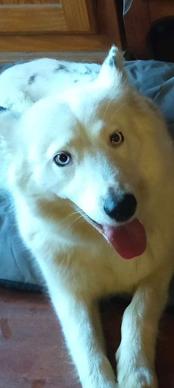 Kali