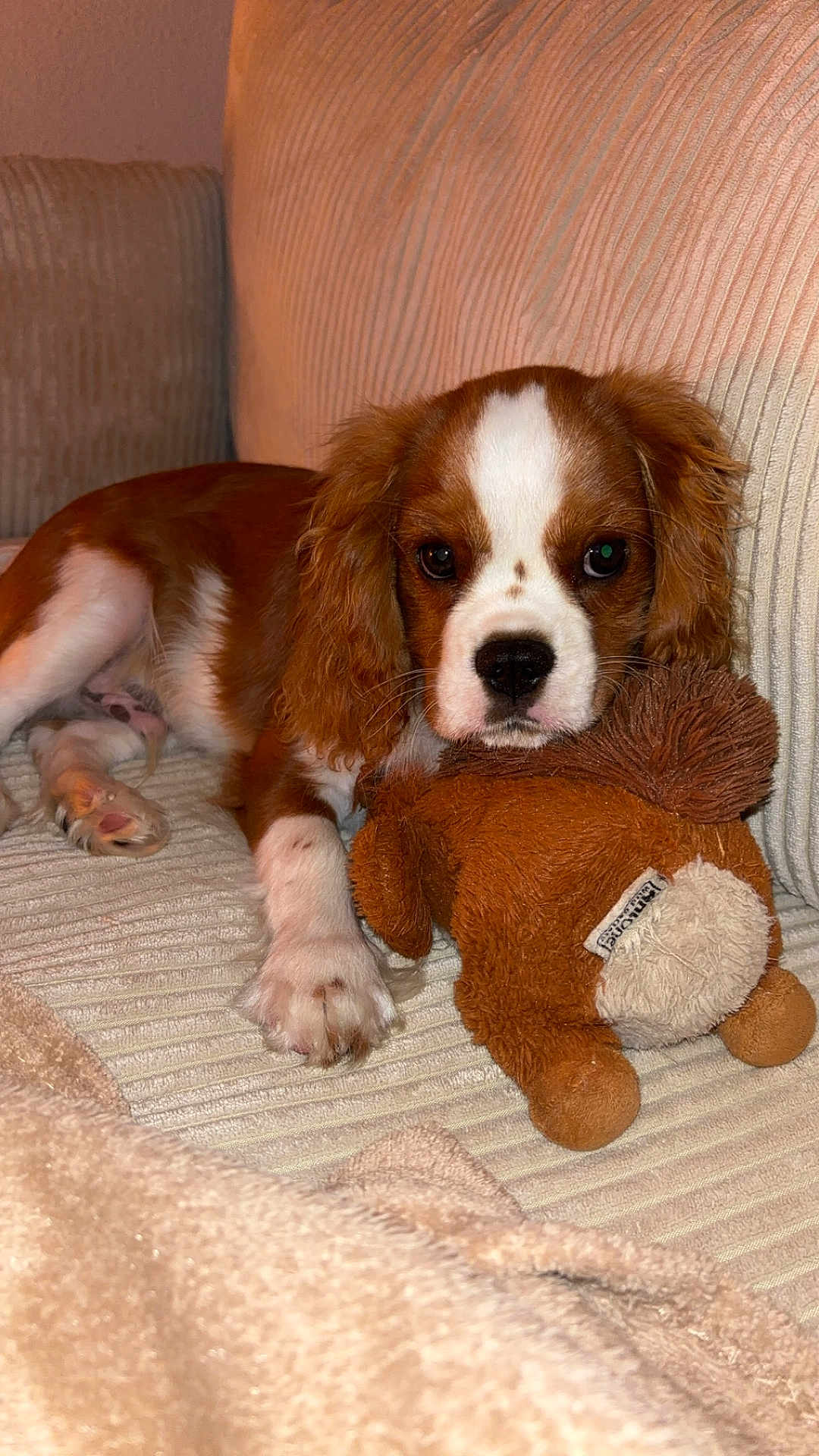 Locky a rejoint le concours — aidez-le/la à gagner de superbes lots ! puppy, dog, brown_and_white, couch, plush_toy, cozy, pet, indoor, cute, animal, furry, relaxed, paw, ears, toy, snuggle, home, soft, companion, domestic