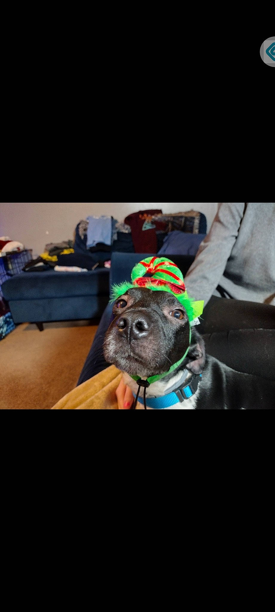 Chase is registered to the contest to win money with this photo: canidae, carnivore, collar, companion_dog, dog, dog_breed, dog_clothes, dog_collar, eyewear, fashion_accessory, fawn, fur, hat, leash, non_sporting_group, personal_protective_equipment, selfie, snout, sporting_group, working_animal