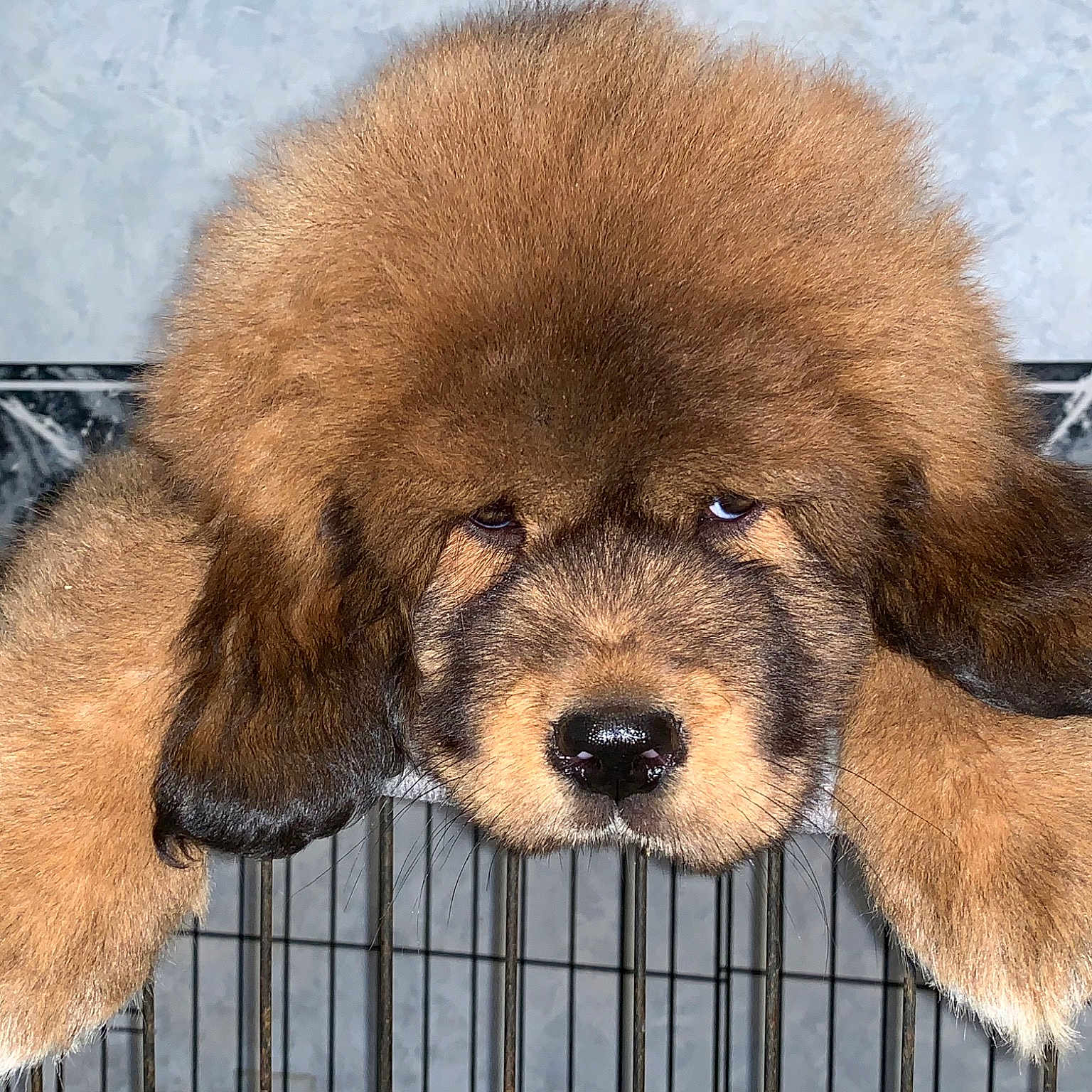 Simba