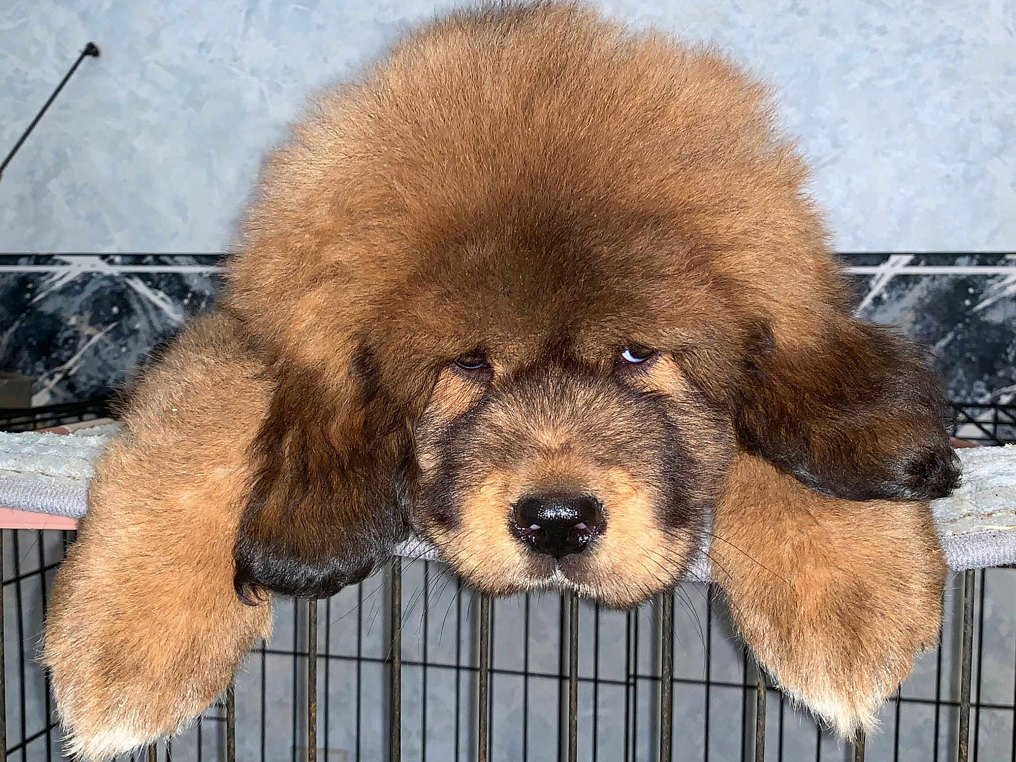 Simba
