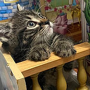 Uno is registered to the contest to win money with this photo: kitten, cat, tabby, whiskers, wooden_balcony, miniature, dollhouse, curious, indoor, closeup, feline, playful, face, paw, eyes, background, decor, toy, pet, small