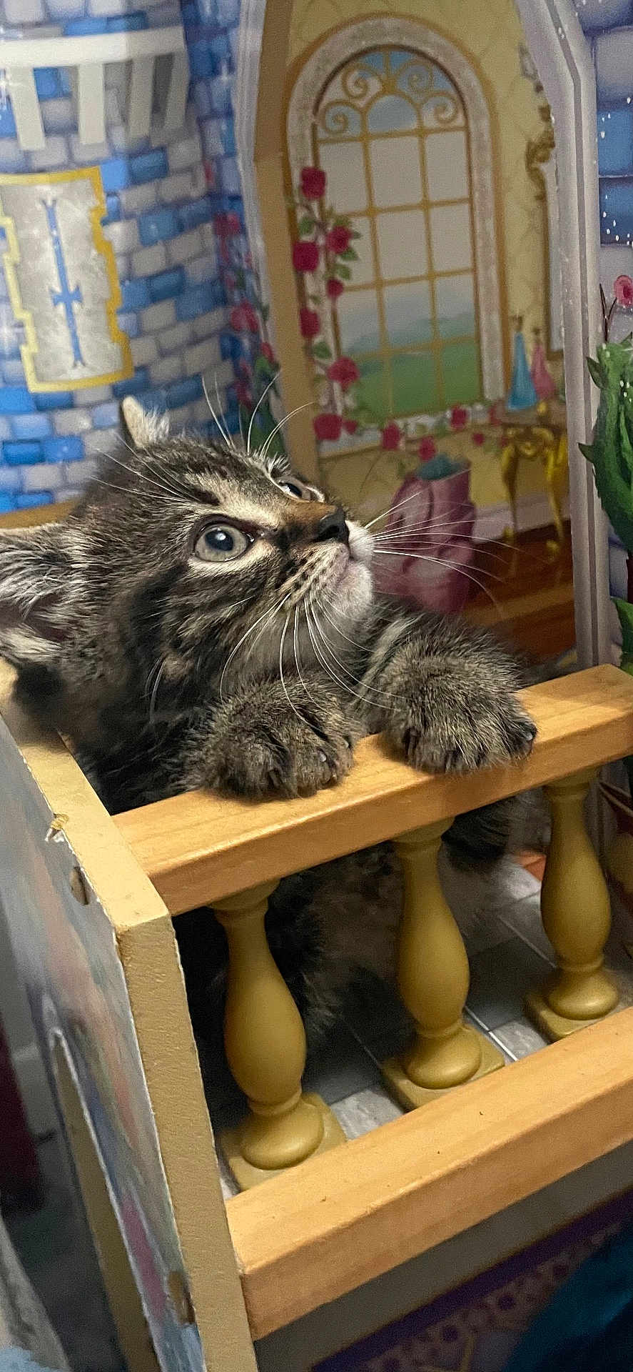 Uno is registered to the contest to win money with this photo: kitten, cat, tabby, whiskers, wooden_balcony, miniature, dollhouse, curious, indoor, closeup, feline, playful, face, paw, eyes, background, decor, toy, pet, small