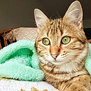 Chipie participe au concours pour gagner de l'argent avec cette photo : blanket, cat, close_up, cozy, cute, ears, feline, fur, green_eyes, indoor, mint_green, pet, pillow, relaxed, resting, soft_texture, striped, tabby, whiskers, wicker_chair