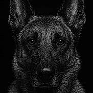 Rafale a rejoint le concours — aidez-le/la à gagner de superbes lots ! dog, german_shepherd, portrait, black_and_white, close_up, wet_fur, animal, pet, ears, face, nose, eyes, dark_background, fur_texture, canine, muzzle, alert, intense, majestic, studio