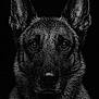 dog, german_shepherd, portrait, black_and_white, close_up, wet_fur, animal, pet, ears, face, nose, eyes, dark_background, fur_texture, canine, muzzle, alert, intense, majestic, studio