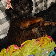 Puppy Girl joined the competition — help win amazing prizes! bed, belly_up, black_dog, blanket, bow, brown_fur, colorful_clothing, cozy, dog, eyes, face, indoors, lying_down, pet, pink_bow, plaid, sleeping, small_dog, smiling, teeth
