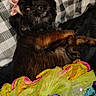 bed, belly_up, black_dog, blanket, bow, brown_fur, colorful_clothing, cozy, dog, eyes, face, indoors, lying_down, pet, pink_bow, plaid, sleeping, small_dog, smiling, teeth