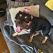 Saint joined the competition — help win amazing prizes! dog, canine, pet, black_and_tan, sitting, tongue_out, hat, patriotic, couch, pillow, blanket, indoor, home, smiling, toy, rope_toy, fur, happy, companion, domestic_animal