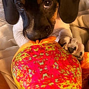 Dirt joined the competition — help win amazing prizes! animal, ball, bed, black_fur, blanket, brown_fur, chewing, close_up, colorful, cute, dog, floppy_ears, funny, indoors, pet, playing, portrait, puppy, toy, wide_eyes