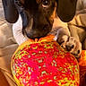 animal, ball, bed, black_fur, blanket, brown_fur, chewing, close_up, colorful, cute, dog, floppy_ears, funny, indoors, pet, playing, portrait, puppy, toy, wide_eyes