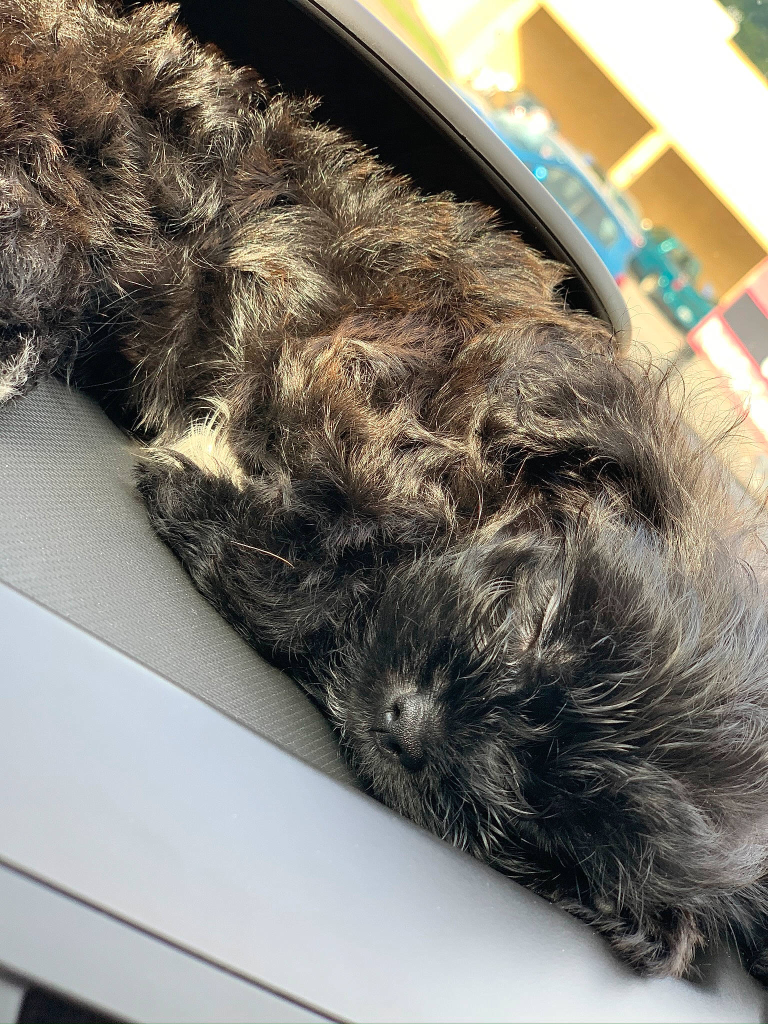 Champ is registered to the contest to win money with this photo: affenpinscher, bolonka, cairn_terrier, canidae, carnivore, dog, dog_breed, fur, glen_of_imaal_terrier, mammal, miniature_schnauzer, poodle_crossbreed, puppy, schnauzer, schnoodle, small_terrier, snout, sporting_group, terrier, toy_dog