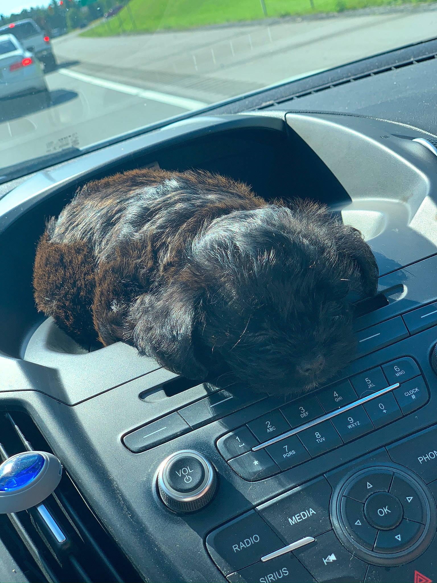 Champ joined the competition — help win amazing prizes! auto_part, automotive_window_part, canidae, car, city_car, driving, electronic_device, electronics, glass, personal_luxury_car, photography, plant, sporting_group, technology, vehicle, window, windshield