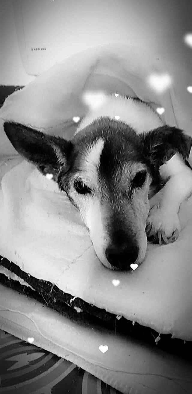 Rex a rejoint le concours — aidez-le/la à gagner de superbes lots ! black_and_white, canidae, carnivore, companion_dog, dog, dog_breed, ear, fawn, fur, happy, monochrome, monochrome_photography, paw, snout, sporting_group, street_dog, style, terrestrial_animal, whiskers, working_animal