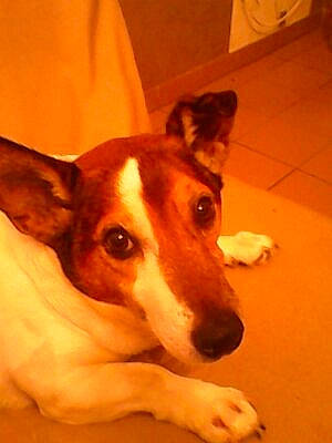 Rex participe au concours pour gagner de l'argent avec cette photo : basenji, canidae, carnivore, companion_dog, dog, dog_breed, dog_sports, fawn, flooring, fur, hardwood, hound, sighthound, snout, sporting_group, terrestrial_animal, terrier, whiskers, wood, working_animal