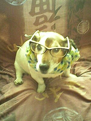 Rex a rejoint le concours — aidez-le/la à gagner de superbes lots ! canidae, carnivore, companion_dog, dog, dog_breed, eyewear, fawn, fur, goggles, guard_dog, non_sporting_group, personal_protective_equipment, puppy, snout, sporting_group, sunglasses, toy_dog, vision_care, whiskers, working_animal