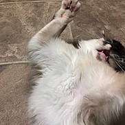 Dolly is registered to the contest to win money with this photo: animal, black_fur, cat, claw, close_up, cute, domestic_cat, feline, fluffy, fur, indoor, motion_blur, mouth_open, paw, pet, playful, resting, tile_floor, whiskers, white_fur