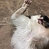 cat, fluffy, paw, playful, indoor, tile_floor, white_fur, black_fur, mouth_open, pet, animal, feline, motion_blur, close_up, fur, claw, whiskers, cute, domestic_cat, resting