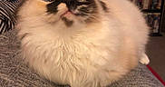 Dolly is registered to the contest to win money with this photo: cat, fluffy, pet, animal, indoor, sitting, lap, feline, curious, wide_eyes, cozy, fur, domestic, face_markings, whiskers, relaxed, home, bookshelf, gray_clothing, cute