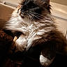 cat, fluffy, long_hair, whiskers, paws, close_up, indoor, golden_light, black_and_brown_fur, relaxed, pet, animal, feline, soft_texture, warm_tone, luxurious, portrait, resting, cozy, majestic