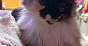 Dolly is registered to the contest to win money with this photo: animal, black_and_white, cat, close_up, companion, cozy, cute, decor, domestic, feline, fluffy, fur, home, indoor, mammal, paws, pet, relaxed, soft_texture, whiskers