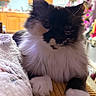 Dolly is registered to the contest to win money with this photo: cat, fluffy, black_and_white, pet, indoor, close_up, whiskers, paws, feline, cozy, home, decor, soft_texture, animal, cute, relaxed, fur, domestic, mammal, companion