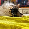cat, fluffy, lying_down, yellow_blanket, indoor, closeup, curious, pet, feline, soft_fur, whiskers, relaxed, portrait, domestic_animal, home, cute, animal, face, eye, cozy