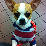 Chico is registered to the contest to win money with this photo: dog, puppy, small_dog, hoodie, clothing, brown_and_white, pet, indoor, tile_floor, leash, curious, cute, animal, companion, alert, ears_up, looking_up, domestic, friendly, canine