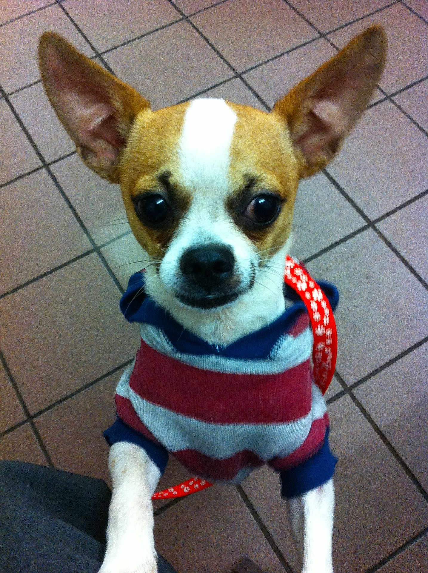 Chico