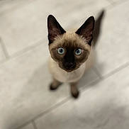 Quill joined the competition — help win amazing prizes! cat, siamese_cat, blue_eyes, pet, animal, indoor, floor, curious, looking_up, ears, whiskers, tiling, cute, small, fur, mammal, domestic, feline, close_up, portrait