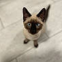 cat, siamese_cat, blue_eyes, pet, animal, indoor, floor, curious, looking_up, ears, whiskers, tiling, cute, small, fur, mammal, domestic, feline, close_up, portrait