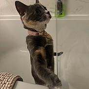 Ivy-Blu is registered to the contest to win money with this photo: bathroom, bathtub, cat, collar, curious, domestic, feline, fur, indoor, marble_pattern, paw, pet, pink_collar, shower_gel, side_view, standing, towel, wall, whiskers, young_cat