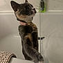bathroom, bathtub, cat, collar, curious, domestic, feline, fur, indoor, marble_pattern, paw, pet, pink_collar, shower_gel, side_view, standing, towel, wall, whiskers, young_cat
