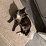 Ivy-Blu joined the competition — help win amazing prizes! animal, beige, bubbles, calico_cat, cat, comfort, cozy, curious, feline, floor_tiles, gray, indoor, paws, pet, relaxed, rug, shadow, texture, whiskers, white