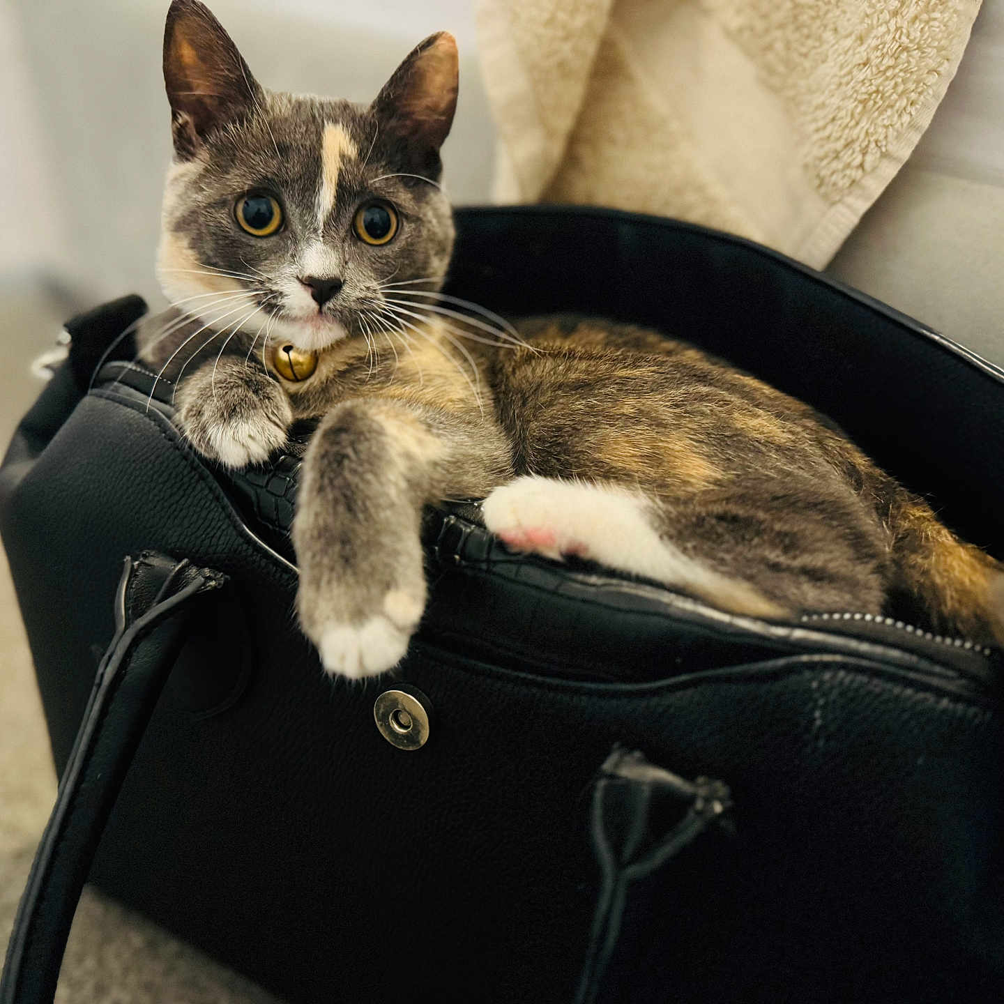 Ivy-Blu is registered to the contest to win money with this photo: animal, bell, black_bag, calico_cat, cat, closeup, collar, cozy, curious, cute, domestic, feline, fur, handbag, indoor, paw, pet, resting, soft_focus, whiskers