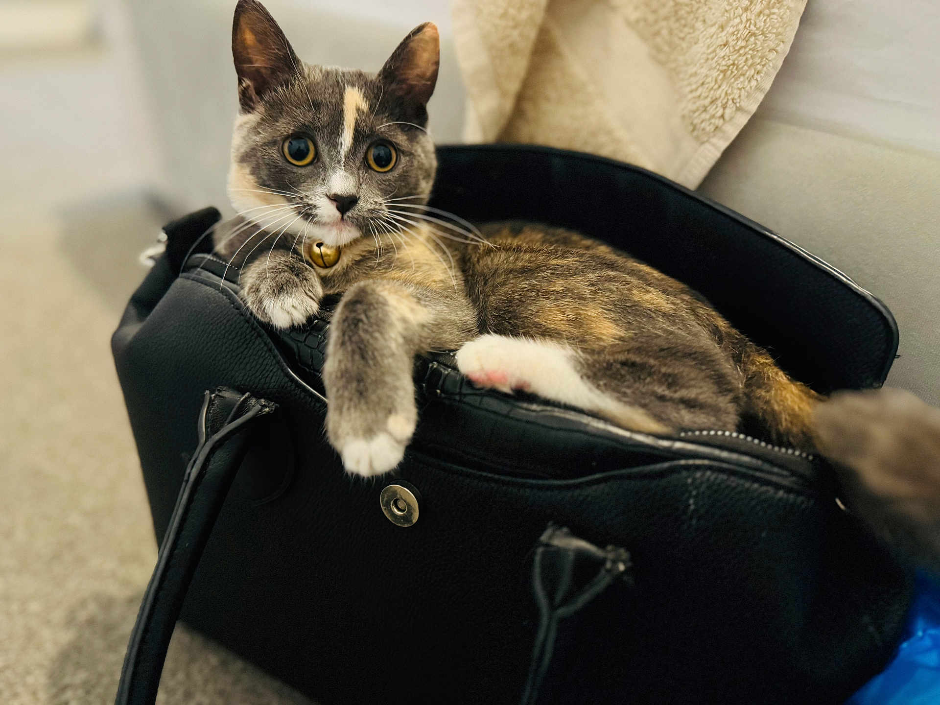 Ivy-Blu is registered to the contest to win money with this photo: animal, bell, black_bag, calico_cat, cat, closeup, collar, cozy, curious, cute, domestic, feline, fur, handbag, indoor, paw, pet, resting, soft_focus, whiskers